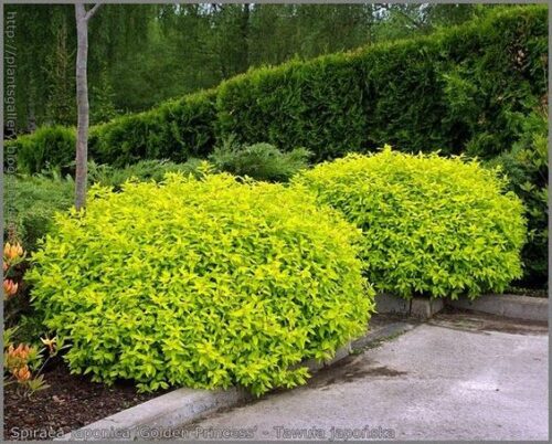 SPIRAEA JAPONICA 'Golden Princess' - Obrázek 1