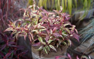 Leucothoe fontanesiana 'Makijaz'®