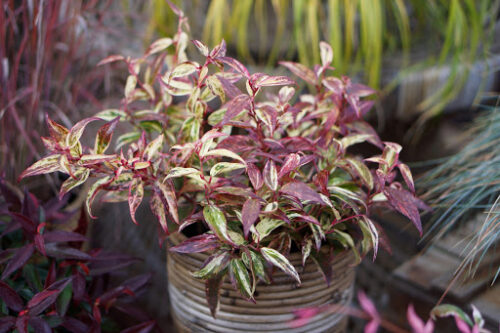 Leucothoe fontanesiana 'Makijaz'® - Obrázek 1