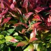 Leucothoe axillaris 'Zeblid'® - P10