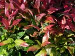 Leucothoe axillaris 'Zeblid'®