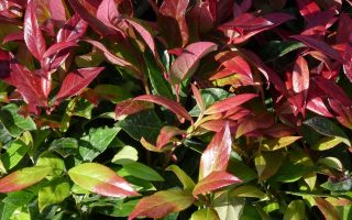 Leucothoe axillaris 'Zeblid'®