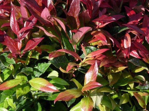 Leucothoe axillaris 'Zeblid'® - Obrázek 1