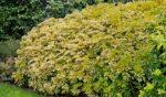 Choisya ternata 'Brica'