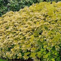 Choisya ternata 'Brica'