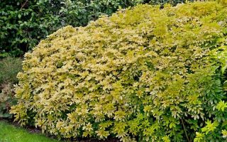 Choisya ternata 'Brica'