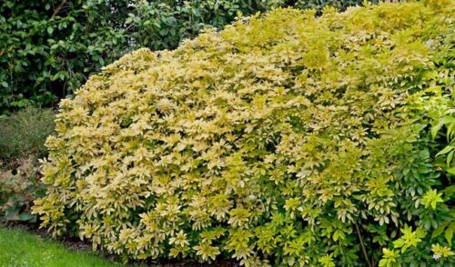 Choisya ternata 'Brica' - Obrázek 1