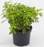 Choisya ternata 'Brica' - Obrázek 2
