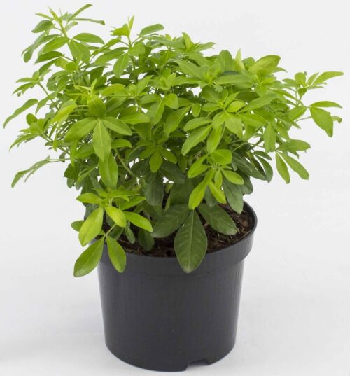 Choisya ternata 'Brica' - Obrázek 2