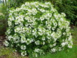 Choisya 'Aztec Pearl' - Obrázek 2