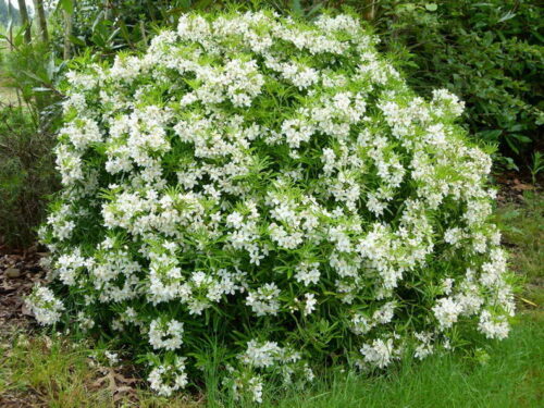 Choisya 'Aztec Pearl' - Obrázek 2