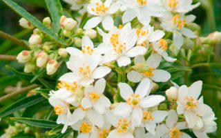 Choisya 'Aztec Pearl'