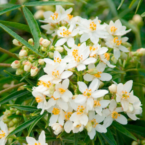 Choisya 'Aztec Pearl' - Obrázek 1