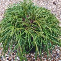 Chamaecyparis pis. 'Filifera' 20–30 cm