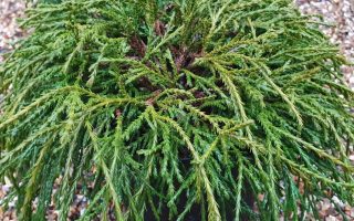 Chamaecyparis pis. 'Filifera' 20–30 cm