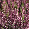 Calluna vulgaris 'Garden Girls'® - P 11-mix