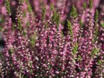 Calluna vulgaris 'Garden Girls'®