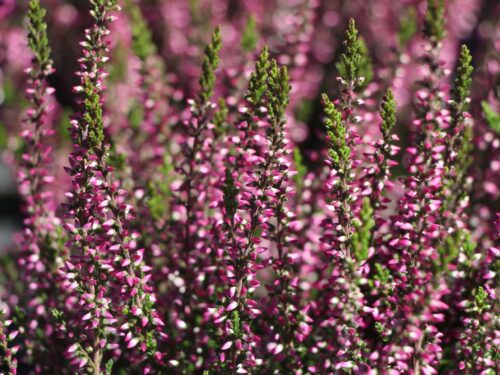 Calluna vulgaris MIX / Lilli / Loki / Madonna, P 11 - Image 1