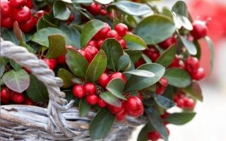 Gaultheria procumbens