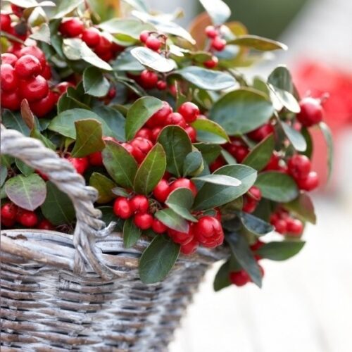 Gaultheria procumbens - Image 1
