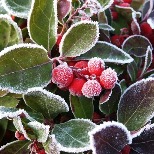 Gaultheria procumbens - Image 3