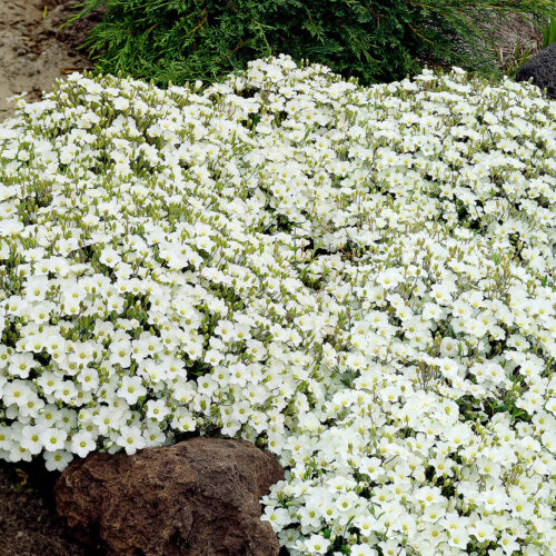 Arenaria montana 'Blizzard Compact' - Image 1