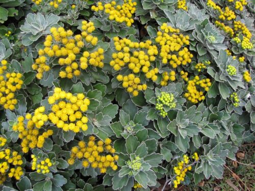 Ajania pacifica - Obrázek 1
