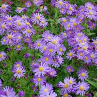 Aster novi-belgii (Astra novobelgická)