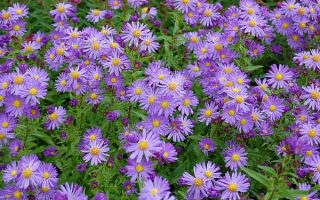 Aster novi-belgii (Astra novobelgická)