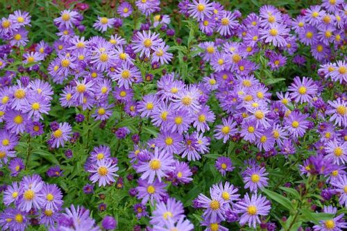 Aster novi-belgii (Astra novobelgická) - Obrázek 1