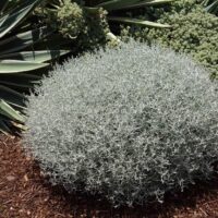 Calocephalus brownii