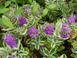 HEBE andersonii 'Tricolor' - Obrázek 2