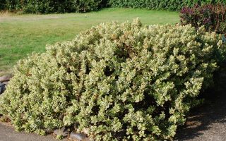 HEBE andersonii 'Tricolor'