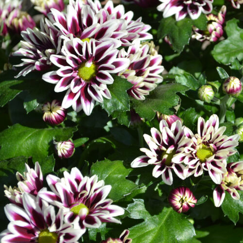 Chrysanthemum indicum Melodie, P 12 - Obrázek 1
