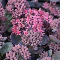 SEDUM Rozchodník, P 12, 'Red Canyon'