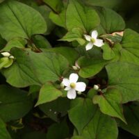 Houttuynia cordata Touleň srdčitá, P 10 – půdopokryv, – 29 °C