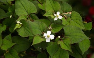 Houttuynia cordata Touleň srdčitá, P 10 – půdopokryv, – 29 °C