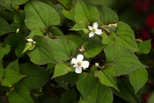 Houttuynia cordata Touleň srdčitá, P 10 – půdopokryv, – 29 °C - Obrázek 1