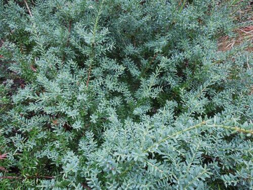 Podocarpus lawrencei ´Blue Gem´ C3L - Obrázek 2