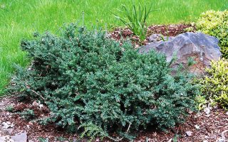 Podocarpus lawrencei ´Blue Gem´ C3L