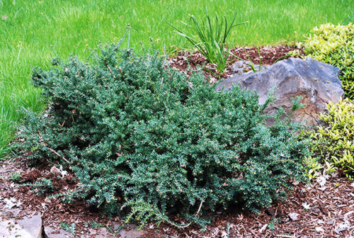 Podocarpus lawrencei ´Blue Gem´ C3L - Obrázek 1