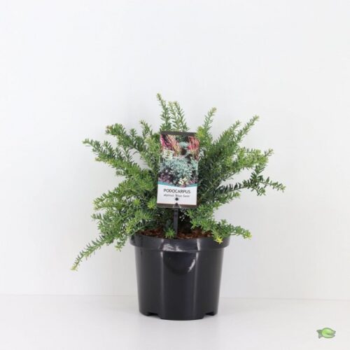 Podocarpus lawrencei ´Blue Gem´ C3L - Obrázek 3