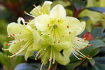 Rhododendron ´Shamrock´ C2L, 20 – 30 CM - Obrázek 3