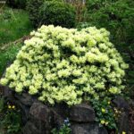 Rhododendron ´Shamrock´ C2L, 20 – 30 CM - Obrázek 2