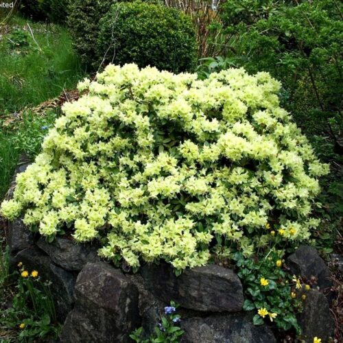 Rhododendron ´Shamrock´ C2L, 20 – 30 CM - Obrázek 2