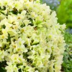 Rhododendron ´Shamrock´ C2L, 20 – 30 CM