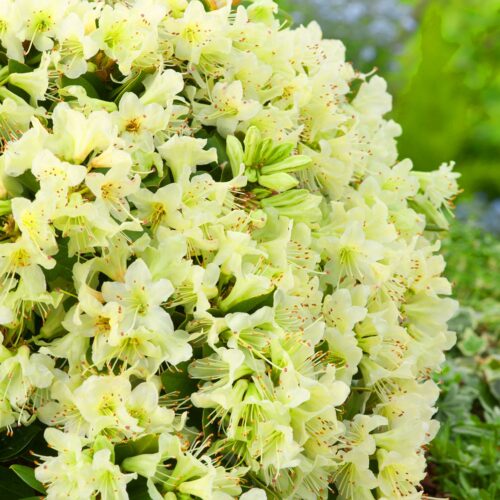Rhododendron ´Shamrock´ C2L, 20 – 30 CM - Obrázek 1