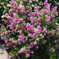 Symphoricarpos doorenbosii P 11