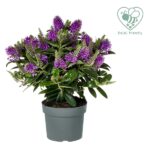 HEBE ADDENDA 'Donna®' - Obrázek 4