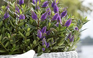 HEBE ADDENDA 'Donna®'